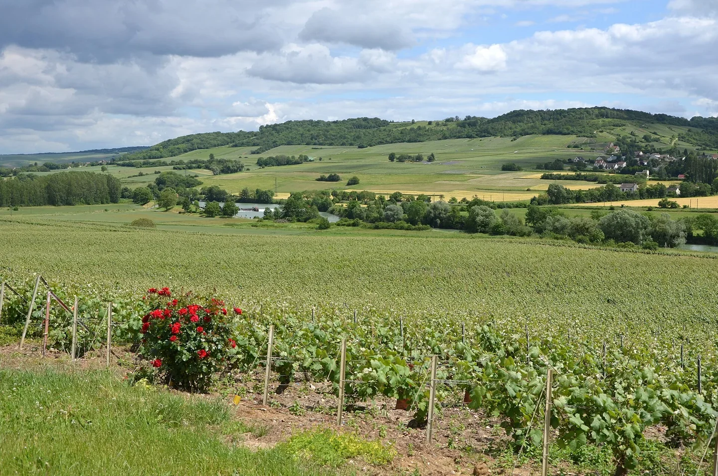 Paysage de vignobles dans la vallée de la Marne en Champagne